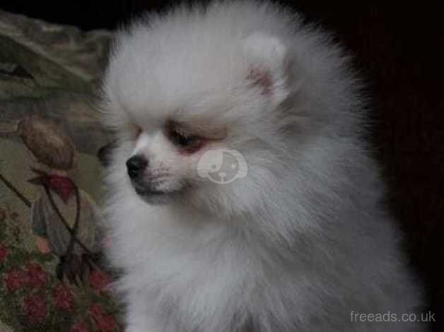 KC reg.small pomeranian pupy for sale in Taunton, Greater Manchester - Image 2