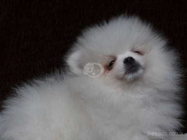 KC reg.small pomeranian pupy for sale in Taunton, Greater Manchester - Image 3