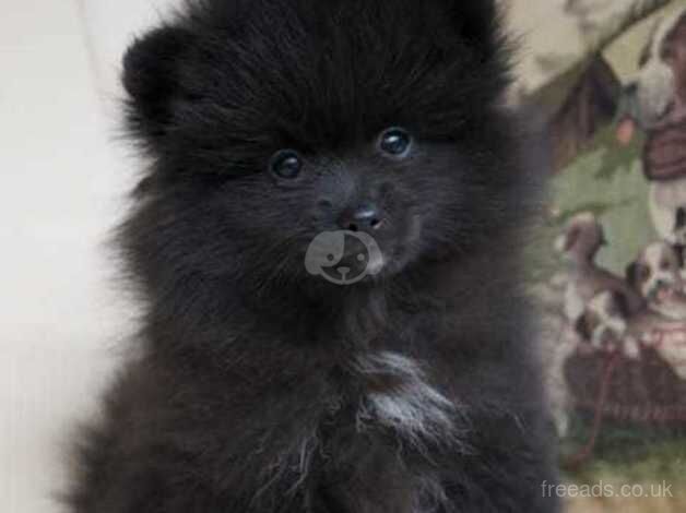 KC reg.small pomeranian pupy for sale in Taunton, Greater Manchester - Image 4