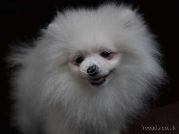 KC reg.small pomeranian pupy for sale in Taunton, Greater Manchester - Image 5