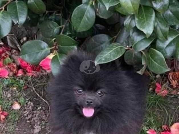 KC Russian Pomeranian stud for sale in Sittingbourne, Kent