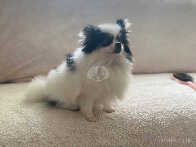 Kc tri colour female pomeranain for sale in Bristol - Image 1