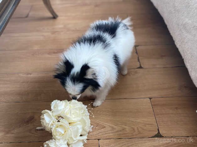 Kc tri colour female pomeranain for sale in Bristol - Image 2