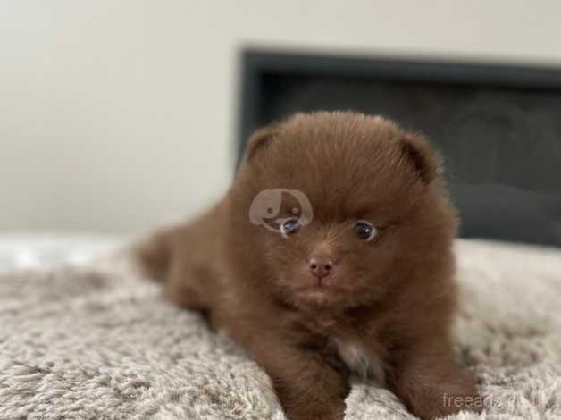 KC True type teddy chocolate Pom last pup left for sale in Guildford, Surrey