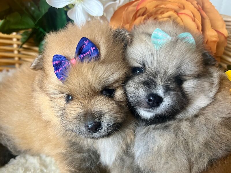 KC XS Champion Bloodlines Adorable Pom Puppies for sale in Thorrington, Essex