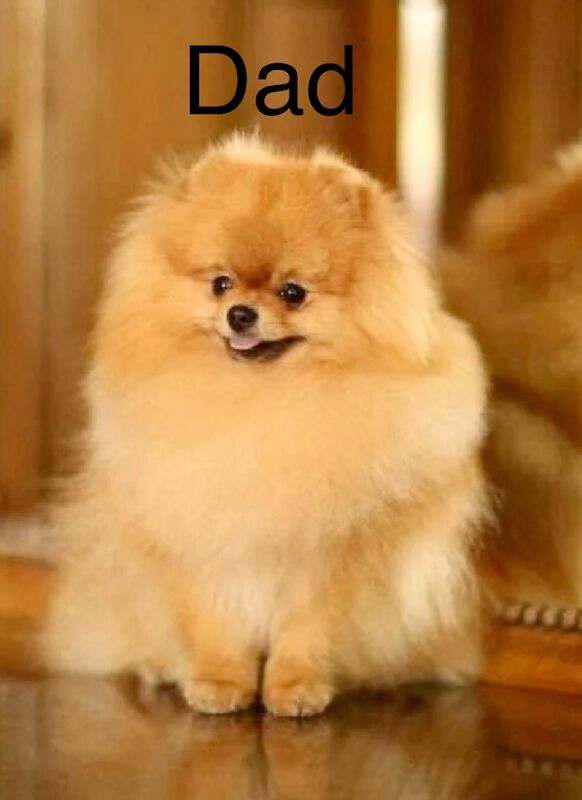 KC XS Champion Bloodlines Adorable Pom Puppies for sale in Thorrington, Essex