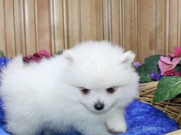 ladies and gentlemen are full of charm and affection Pomeranian puppies for sale in Lincoln, Lincolnshire