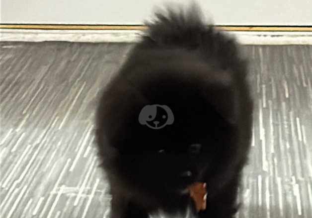 Pomeranian Puppies for sale in West Midlands