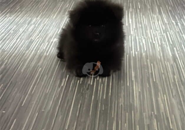 Pomeranian Puppies for sale