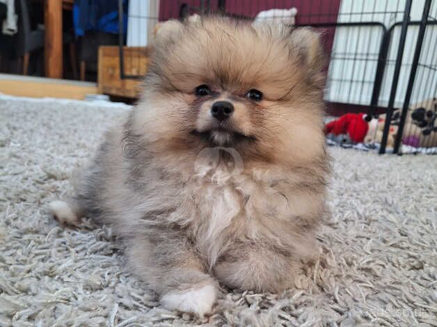 Last little pom girl 9wks for sale in Alconbury Weston, Cambridgeshire