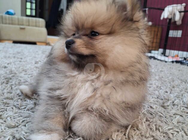 Last little pom girl 9wks for sale in Alconbury Weston, Cambridgeshire - Image 3