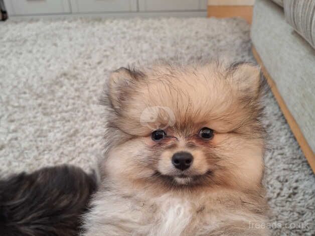 Last little pom girl 9wks for sale in Alconbury Weston, Cambridgeshire - Image 4