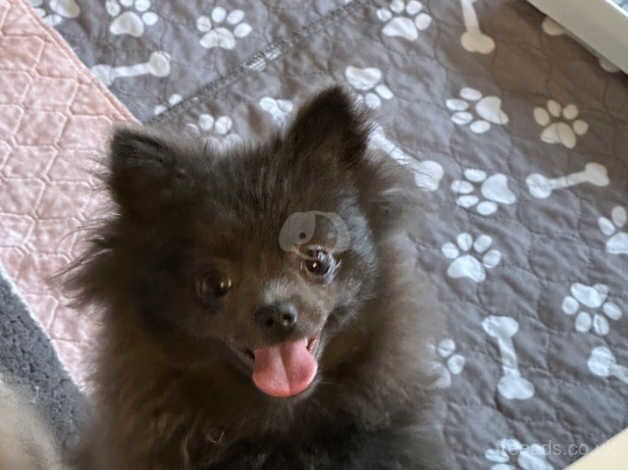 KC Registered Pomeranian Puppies for sale in South Lanarkshire