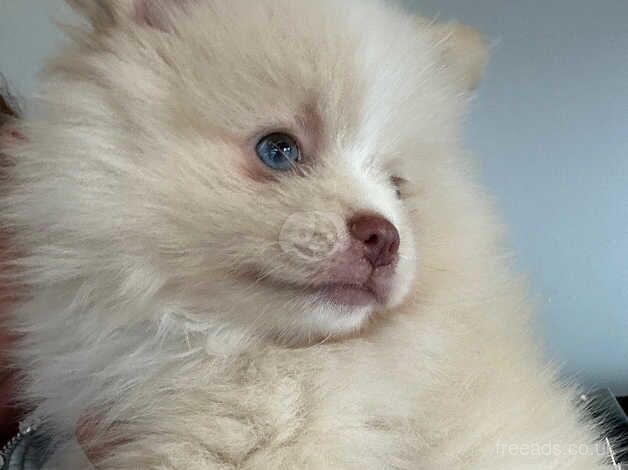 Lilac / Cream female with blue eyes for sale in Manchester, Greater Manchester - Image 1