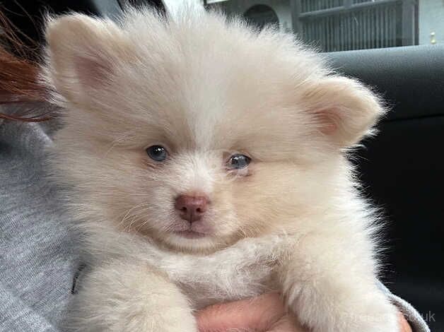 Pomeranians for sale in Manchester, Greater Manchester