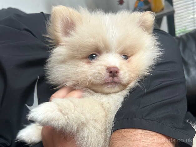 Pomeranian Puppies for sale in Greater Manchester