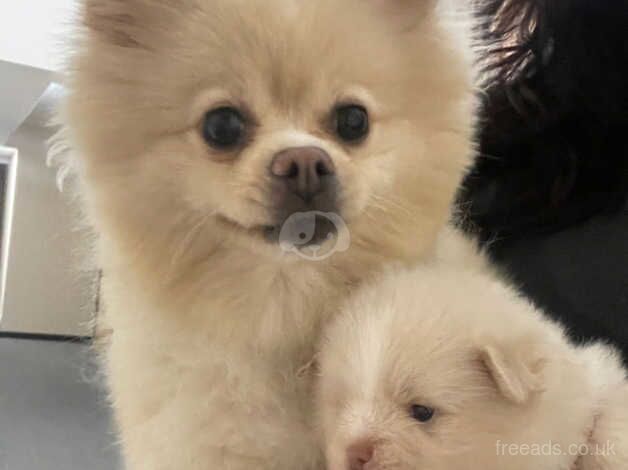 Pomeranian Puppies for sale