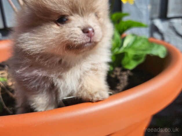 Lilac/isabella pomeranian puppys xsmall for sale in Nottingham, Nottinghamshire