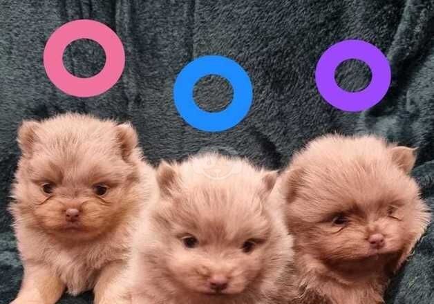 Lilac Merle Pomeranian puppies for sale in Llanelli, Carmarthenshire