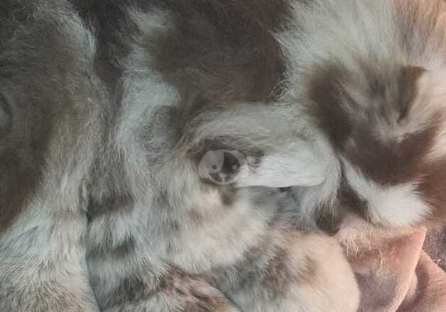 Lilac Merle Pomeranian puppies for sale in Llanelli, Carmarthenshire - Image 2