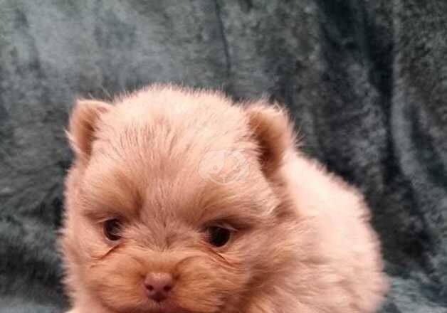 Pomeranian Puppies for sale in Carmarthenshire