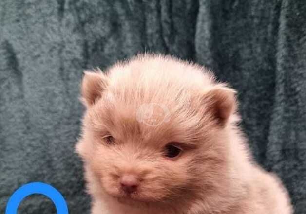 Pomeranian Puppies for sale