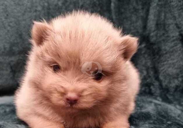 Lilac Merle Pomeranian puppies for sale in Llanelli, Carmarthenshire - Image 5