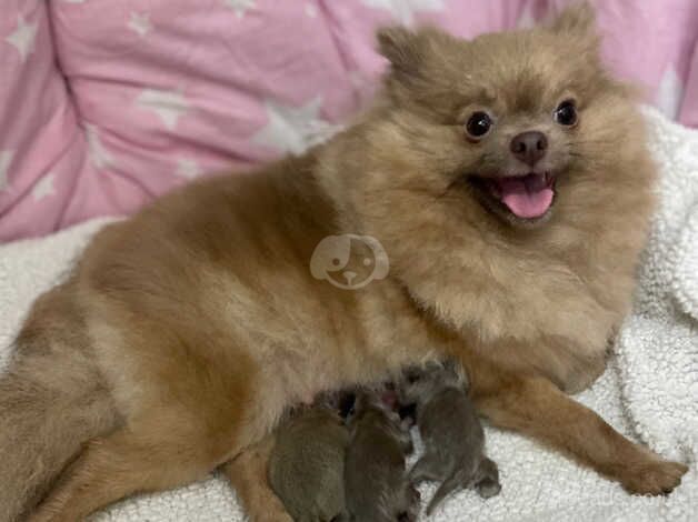 Lilac&tan Pom kc reg reduced for sale in Stalybridge, Greater Manchester