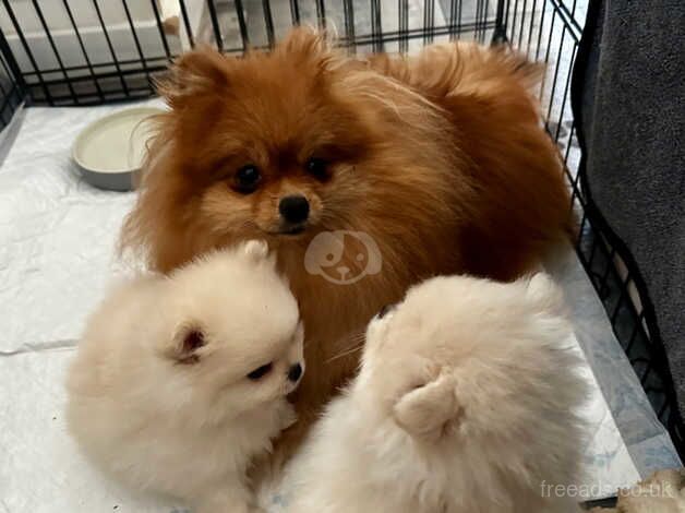 Little girls, real Pomeranian princesses. for sale in Bradford, West Yorkshire - Image 1