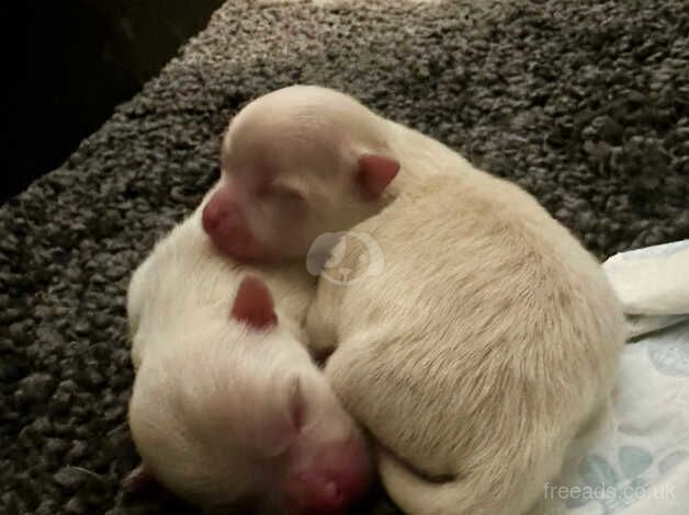 Little girls, real Pomeranian princesses. for sale in Bradford, West Yorkshire - Image 2