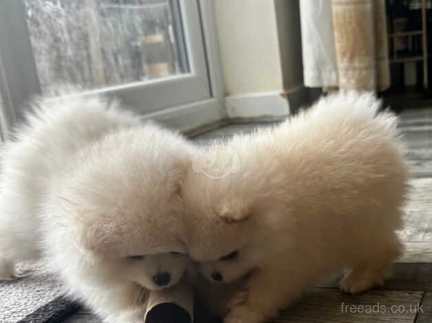 Little girls, real Pomeranian princesses. for sale in Bradford, West Yorkshire - Image 4