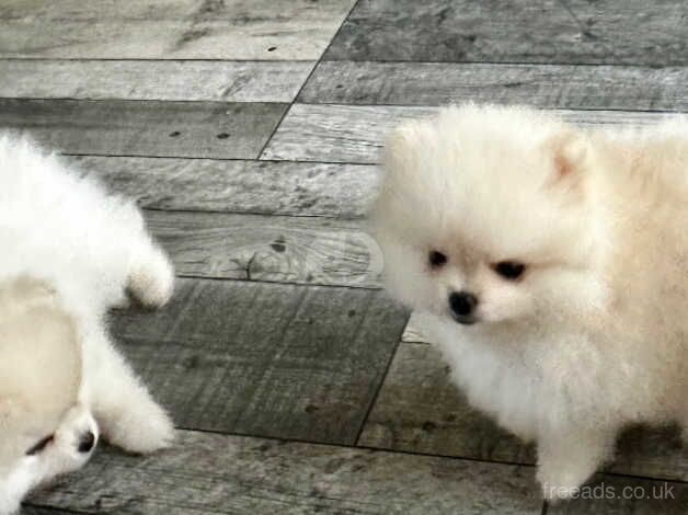 Little girls, real Pomeranian princesses. for sale in Bradford, West Yorkshire - Image 5