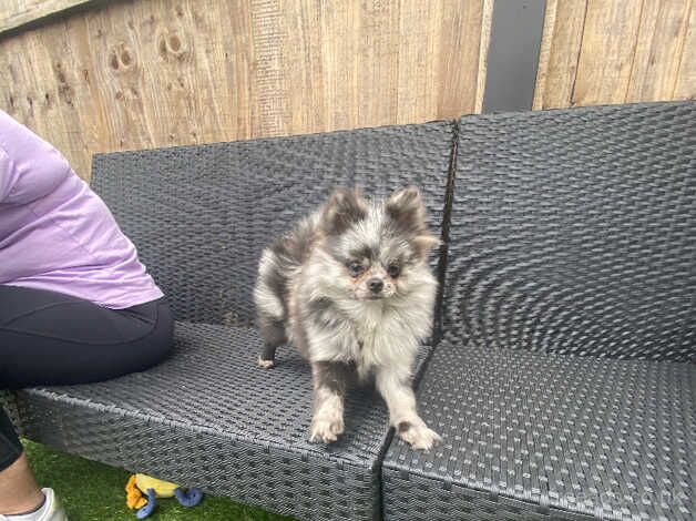 Louis blue merle for sale in Leeds, West Yorkshire