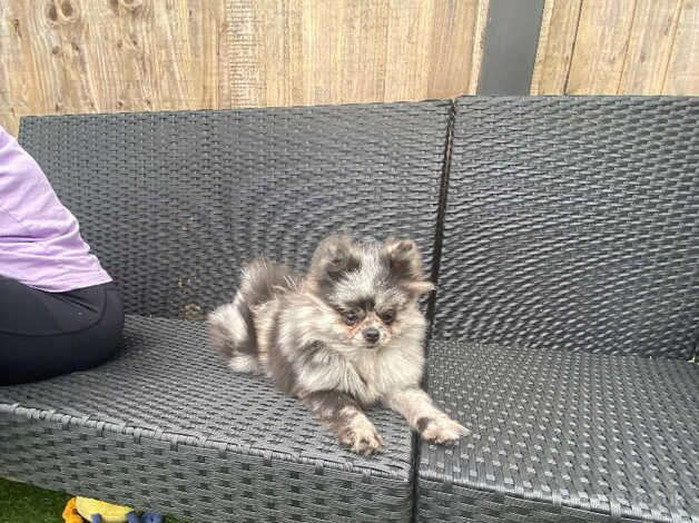 Louis blue merle for sale in Leeds, West Yorkshire - Image 2