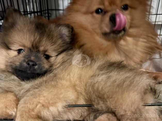 Lovely fawn Pomeranian puppies for sale in Brent, London