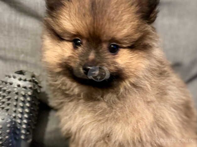 Lovely fawn Pomeranian puppies for sale in Brent, London - Image 2