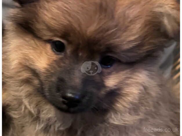 Lovely fawn Pomeranian puppies for sale in Brent, London - Image 3