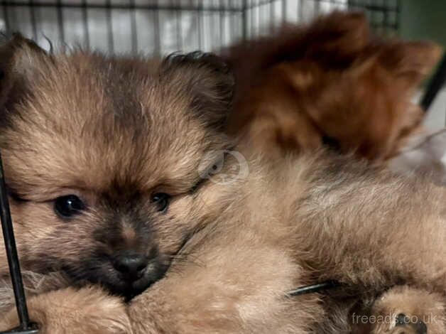 Lovely fawn Pomeranian puppies for sale in Brent, London - Image 4