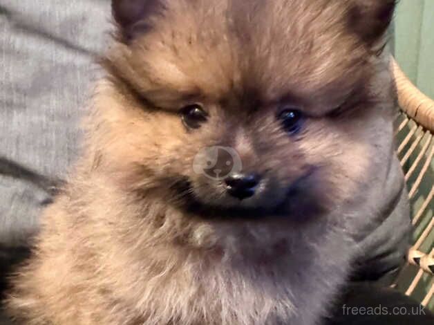 Lovely fawn Pomeranian puppies for sale in Brent, London - Image 5