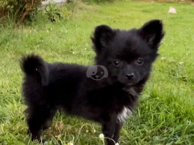 Lovely Pomeranian cross Chorkie Puppies for sale in Ammanford/Rhydaman, Carmarthenshire