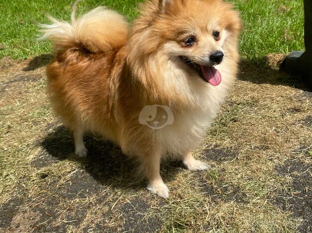 Lovely Pomeranian girl for sale in Newcastle upon Tyne, Tyne and Wear - Image 1