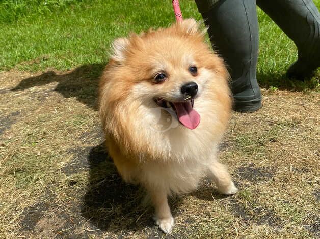 Grey Pomeranian puppy for sale in Newcastle upon Tyne, Tyne and Wear - Image 2