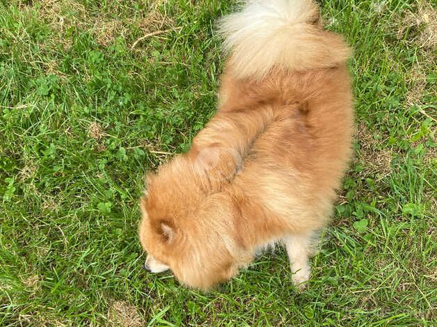 Grey Pomeranian puppy for sale in Newcastle upon Tyne, Tyne and Wear - Image 3