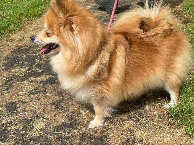 Grey Pomeranian puppy for sale in Newcastle upon Tyne, Tyne and Wear - Image 4