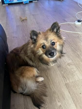 Lovely Pomeranian mix female for sale in Barnsley, South Yorkshire