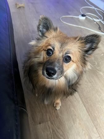 Lovely Pomeranian mix female for sale in Barnsley, South Yorkshire - Image 2