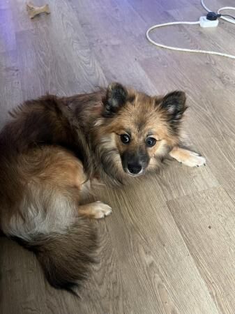 Lovely Pomeranian mix female for sale in Barnsley, South Yorkshire - Image 3