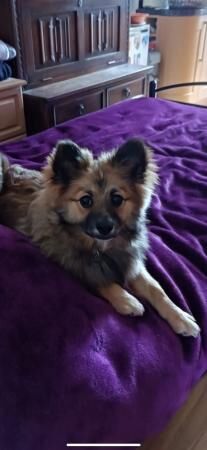 Lovely Pomeranian mix female for sale in Barnsley, South Yorkshire - Image 4