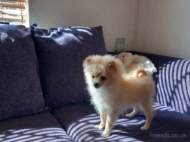 Lovely pomeranian puppies for sale in London