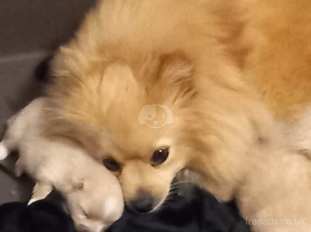 Lovely pomeranian puppies for sale in London - Image 2